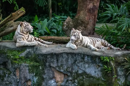 4 Nights 5 Days Singapore Explorer – with Sentosa, Gardens & Night Safari
